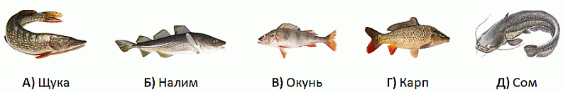 pchelka2025