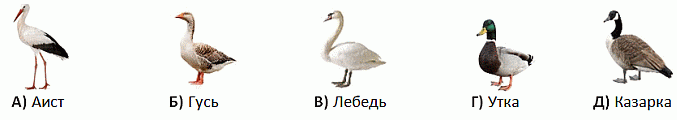 pchelka2025